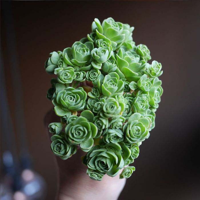 Tiny Rose Shaped Succulents #succulent #garden #rose #decorhomeideas