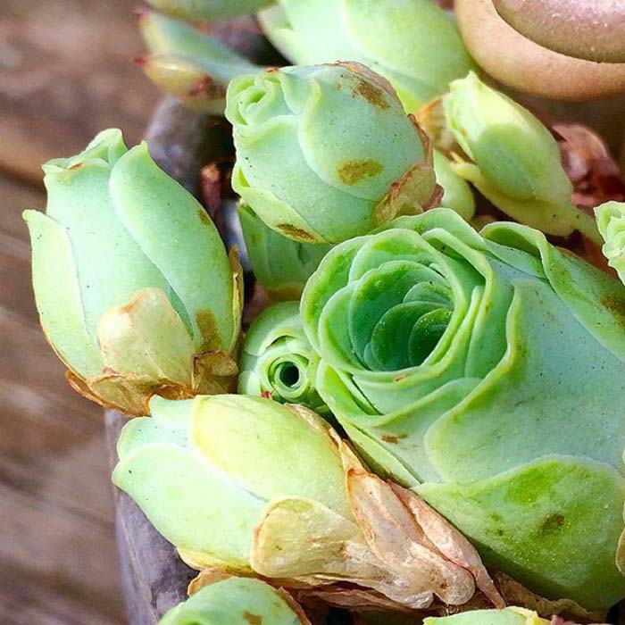 Tulip Like Rose Succulents #succulent #garden #rose #decorhomeideas