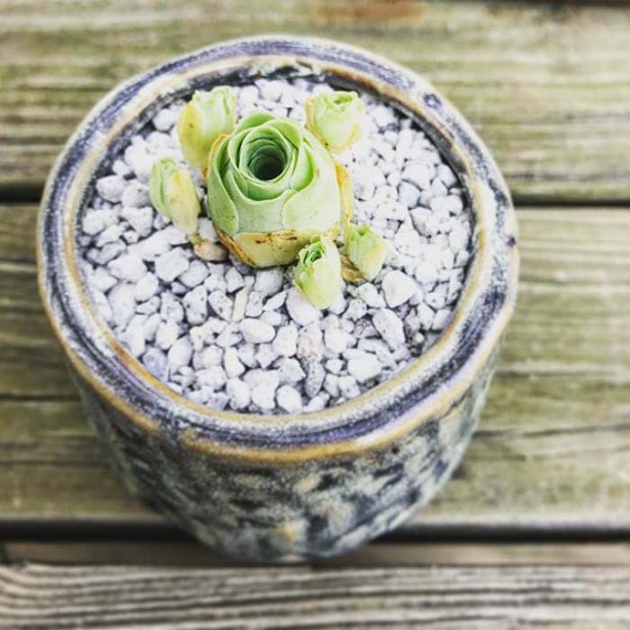 Vintage Planter Rose Succulent #succulent #garden #rose #decorhomeideas