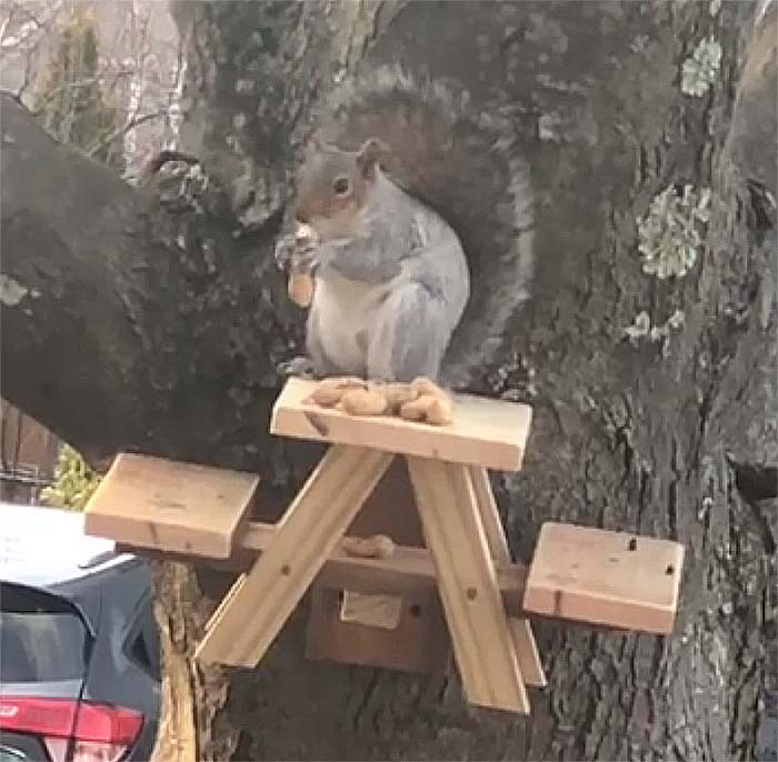 Squirrel Picnic Table