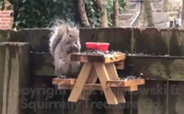 Man Builds a Picnic Table for a Squirrel While in 