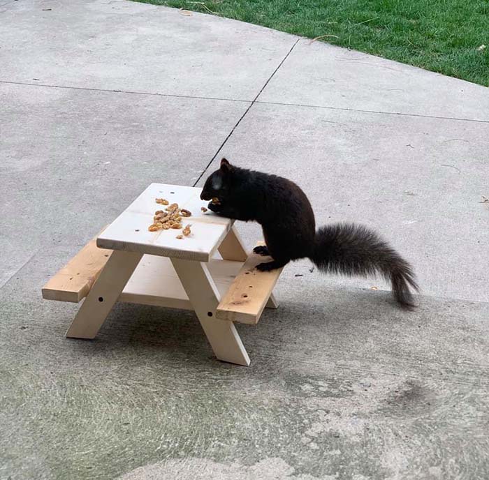 Man Builds a Picnic Table for a Squirrel While in 