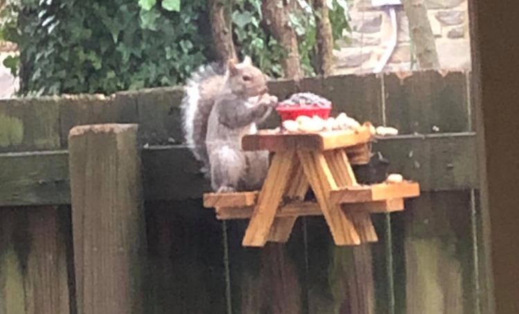 Squirrel Picnic Table