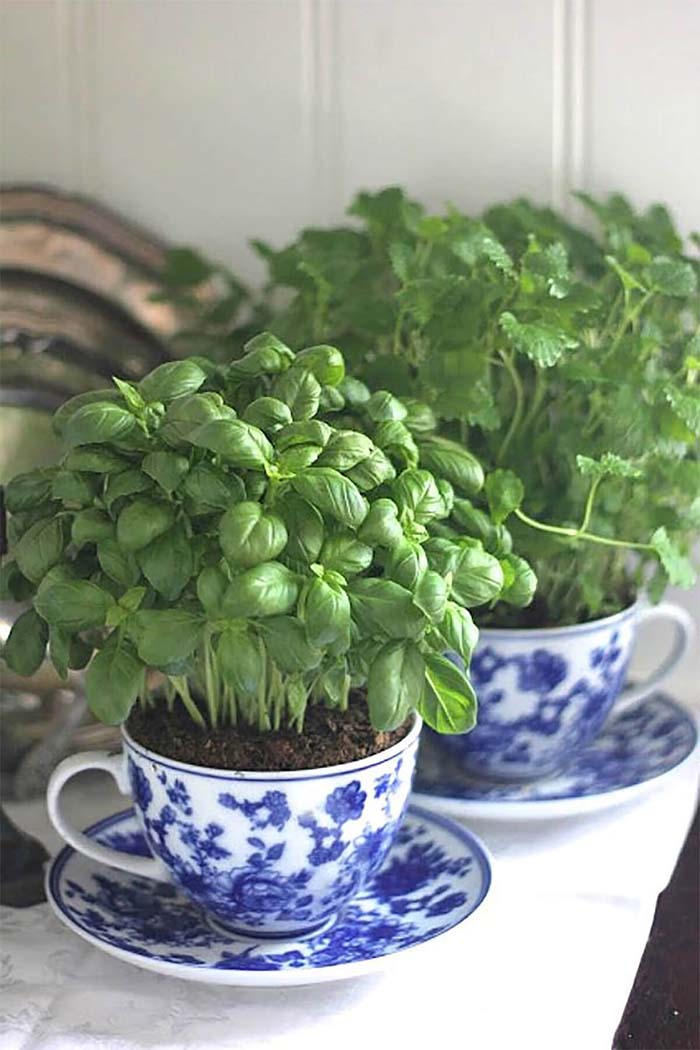 China Tea Cup Mini Herb Garden #diy #herbgarden #herbs #garden #ideas #decorhomeideas