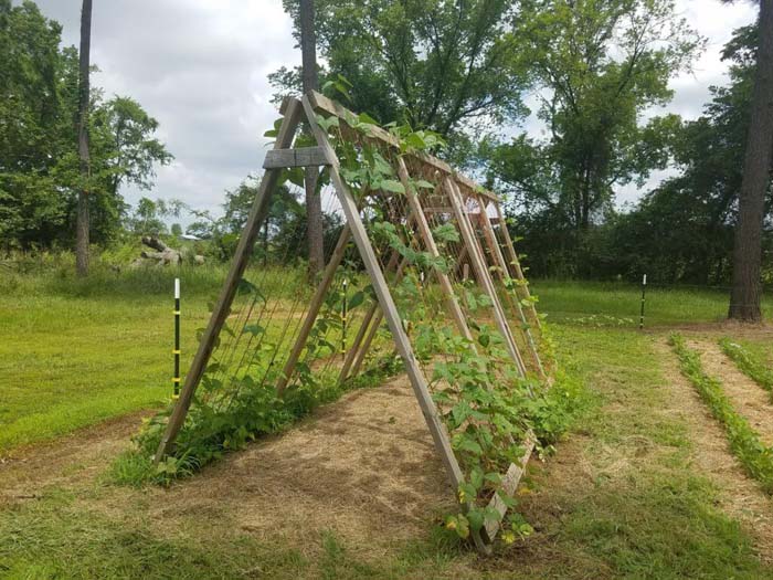 Framed Garden Trellis #raisedbed #garden #diy #cheap #decorhomeideas