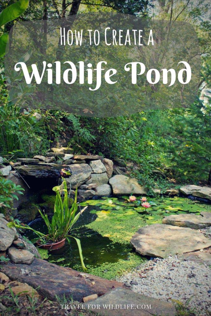 How To Create a Wildlife Pond #pond #diy #garden #waterfeature #decorhomeideas