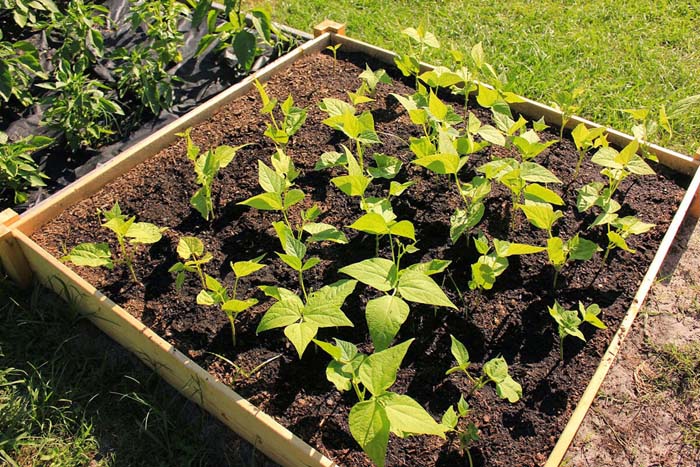 Simple Statement Raised Garden Box #raisedbed #garden #diy #cheap #decorhomeideas