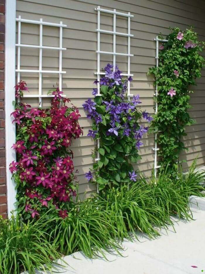 Simple Walkway Clematis Climbing Trellises #diy #backyard #garden #projects #decorhomeideas