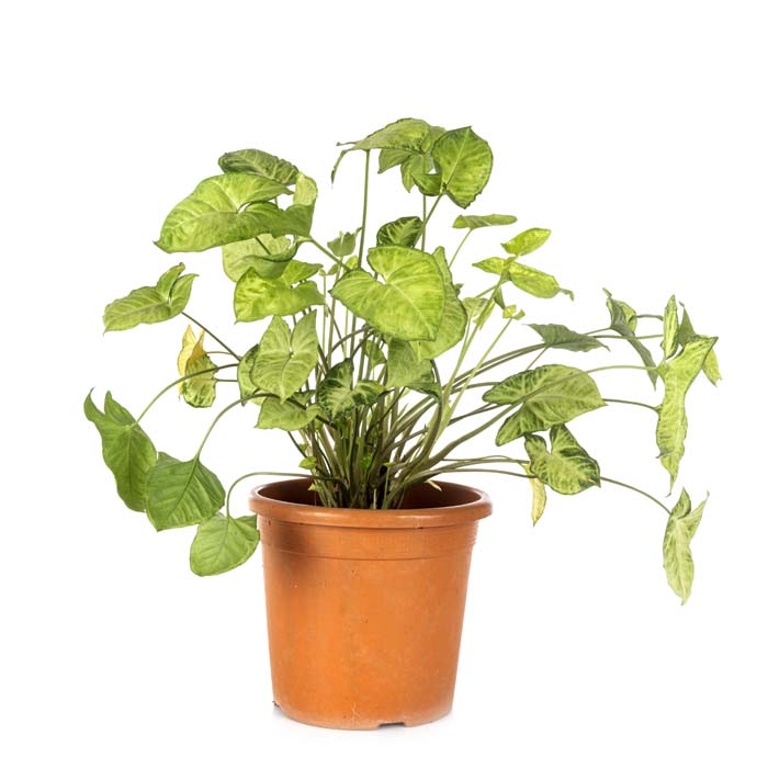 Arrowhead Vine Houseplant #houseplant #grow #easy #decorhomeideas