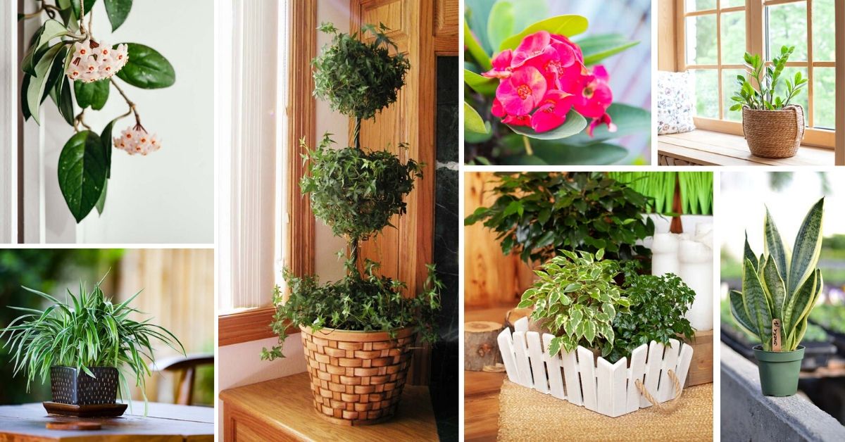 Best Easy To Grow Houseplants