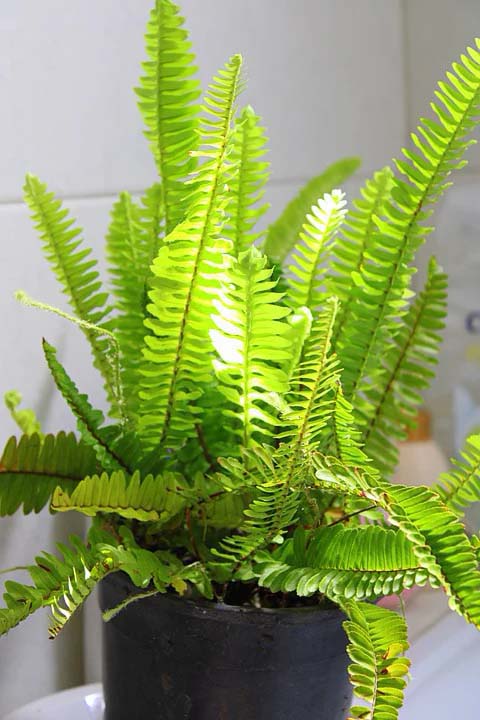 Boston Fern Houseplant #houseplant #grow #easy #decorhomeideas