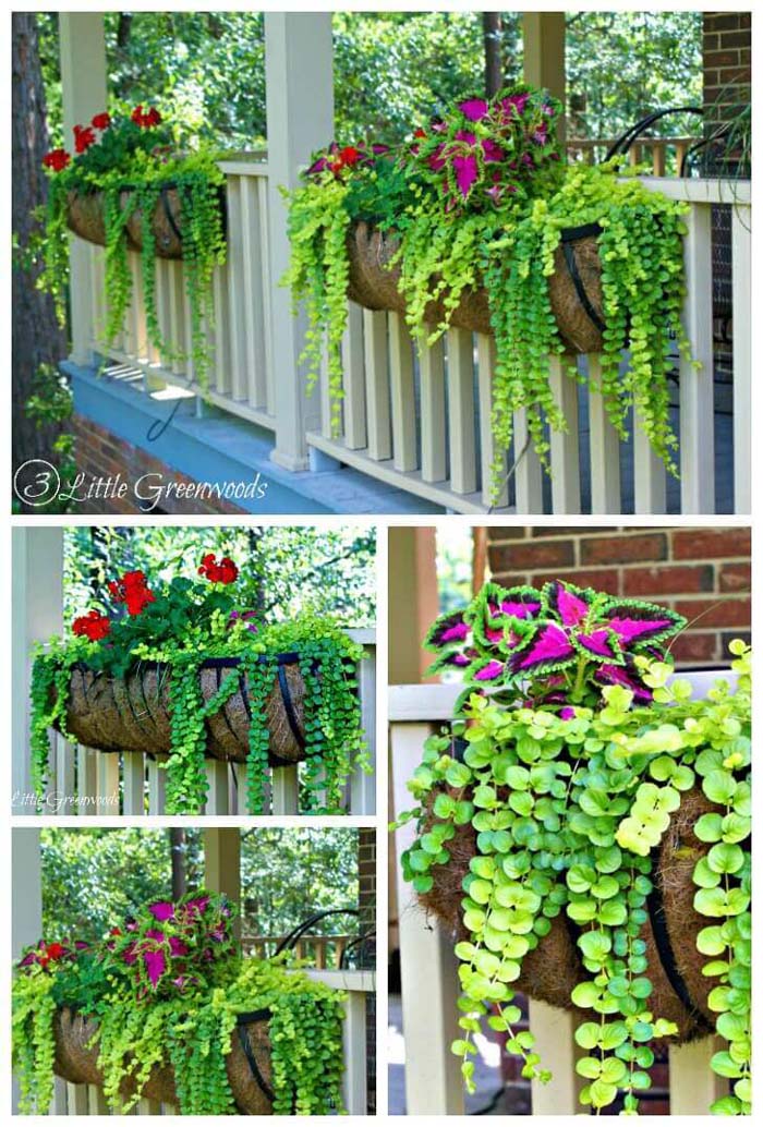 Brightly Colored Coleus and Geranium Porch Planters #diy #planter #flower #hanging #garden #decorhomeideas