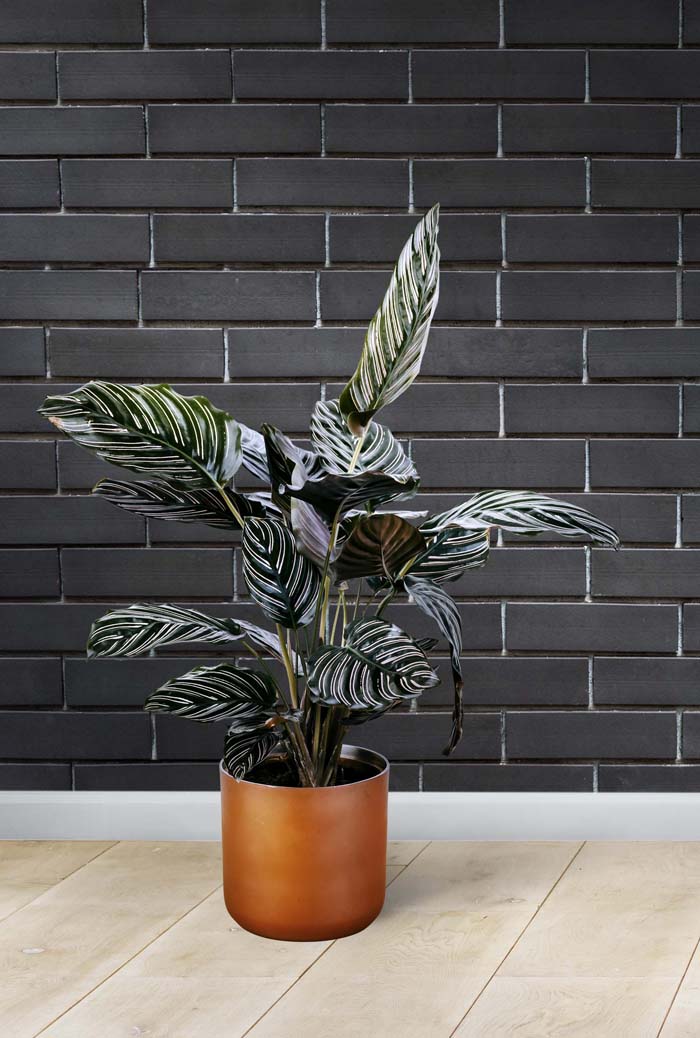 Calathea Houseplant #houseplant #grow #easy #decorhomeideas