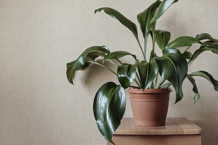 Cast-Iron Plant #houseplant #grow #easy #decorhomeideas