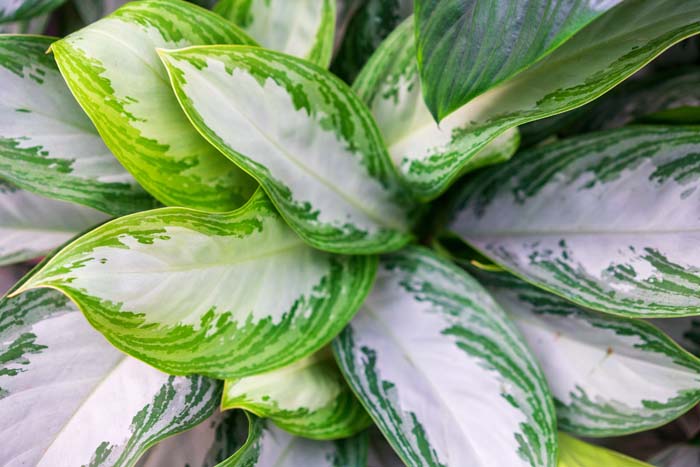 Chinese Evergreen #houseplant #grow #easy #decorhomeideas