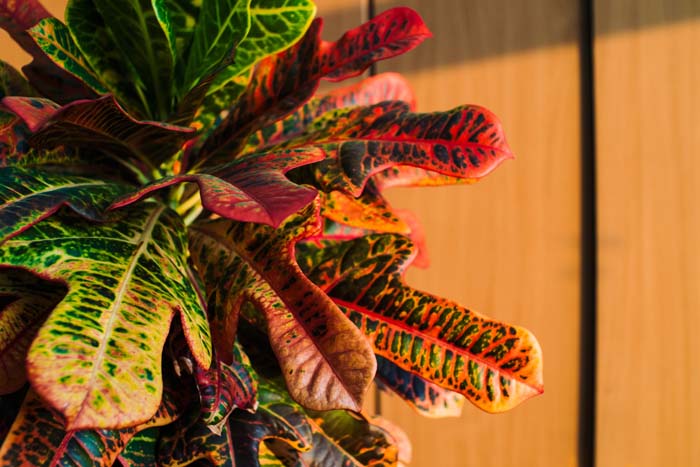 Croton #houseplant #grow #easy #decorhomeideas