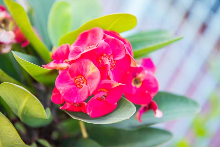 Crown of Thorns #houseplant #grow #easy #decorhomeideas