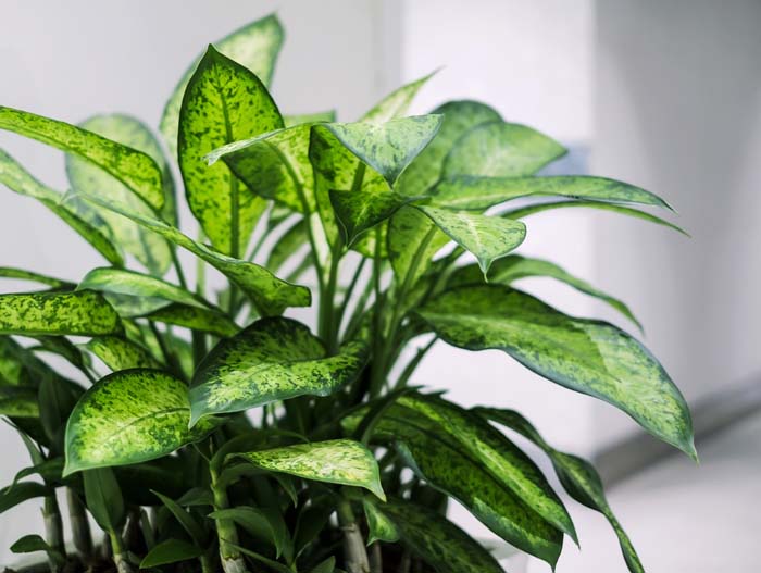 Dieffenbachia #houseplant #grow #easy #decorhomeideas