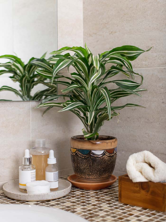 Dracaena #houseplant #grow #easy #decorhomeideas