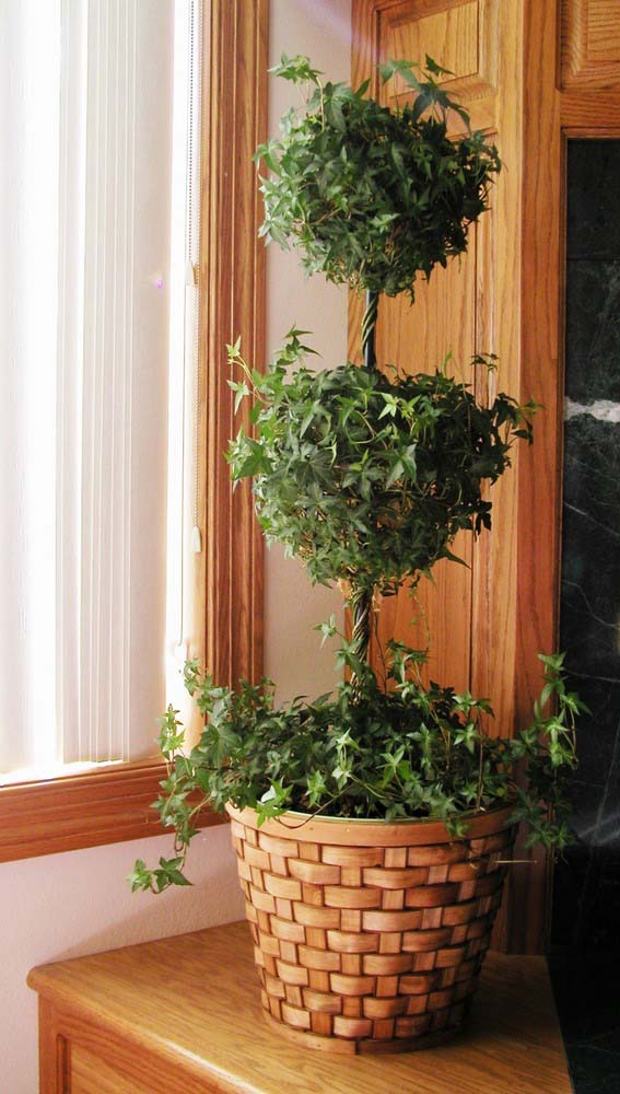 English Ivy #houseplant #grow #easy #decorhomeideas