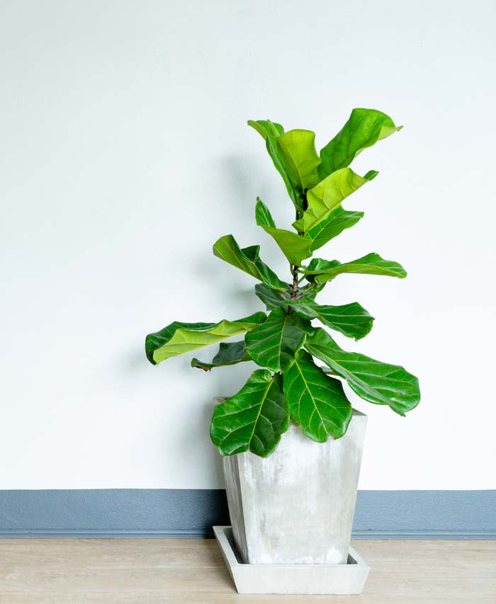 Fiddle Leaf Houseplant #houseplant #grow #easy #decorhomeideas