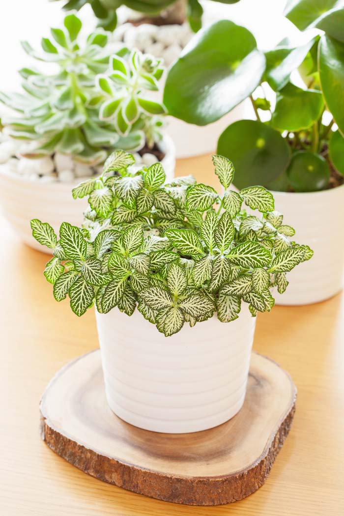 Fittonia Albivenis #houseplant #grow #easy #decorhomeideas