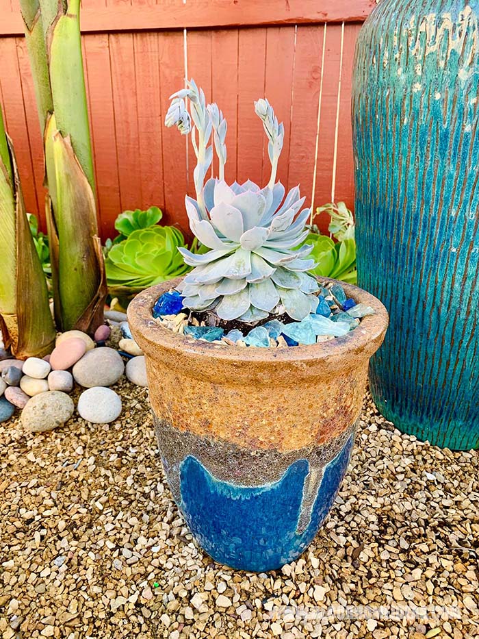 Flower Pot With Succulents