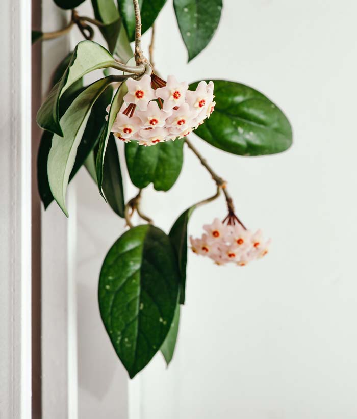 Hoya #houseplant #grow #easy #decorhomeideas