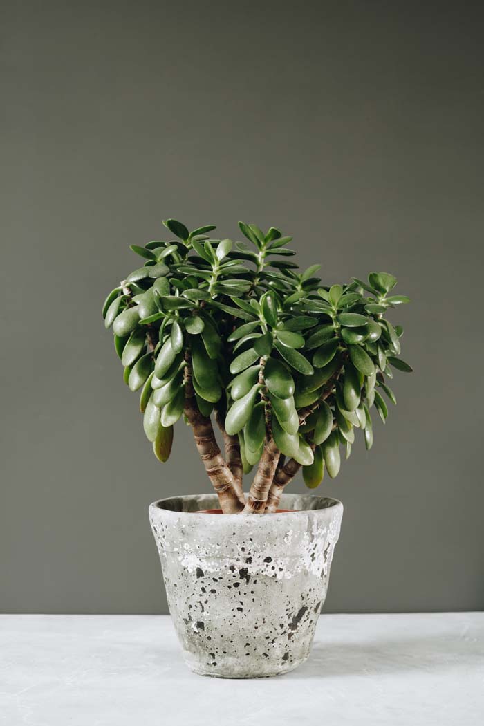 Jade Plant #houseplant #grow #easy #decorhomeideas