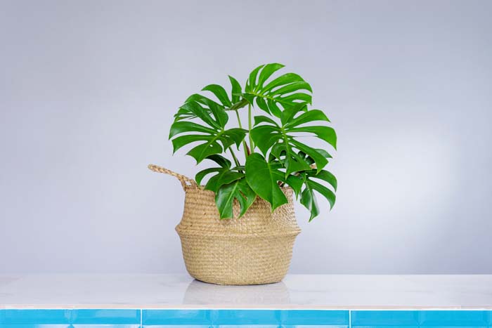 Philodendron #houseplant #grow #easy #decorhomeideas