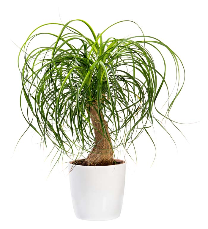 Ponytail Palm #houseplant #grow #easy #decorhomeideas