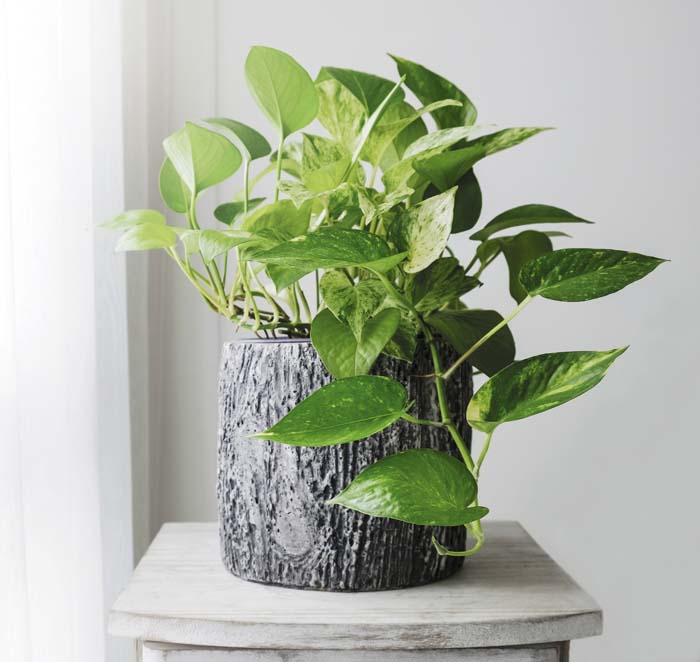 Pothos #houseplant #grow #easy #decorhomeideas