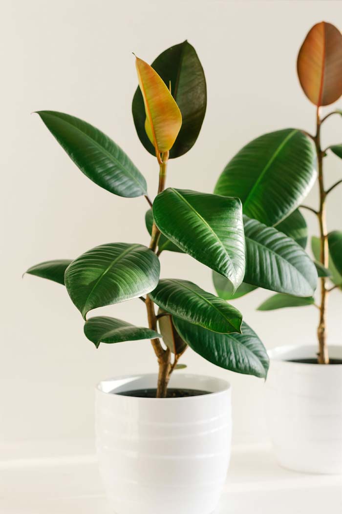 Rubber-Tree #houseplant #grow #easy #decorhomeideas