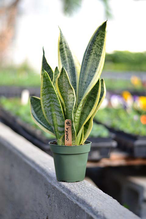 Snake Plant #houseplant #grow #easy #decorhomeideas