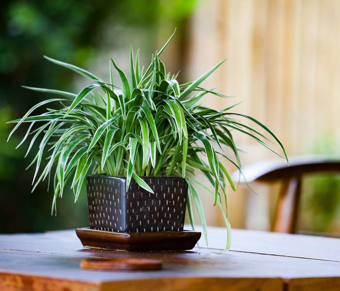 Spider Plant #houseplant #grow #easy #decorhomeideas