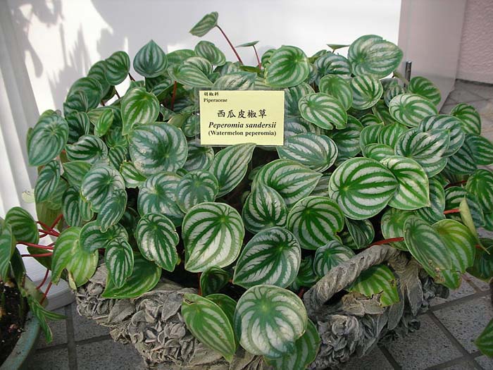 Watermelon Peperomia #houseplant #grow #easy #decorhomeideas