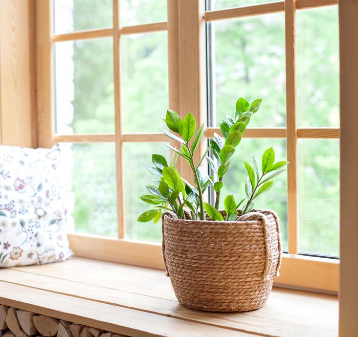 Zee Zee Plant #houseplant #grow #easy #decorhomeideas