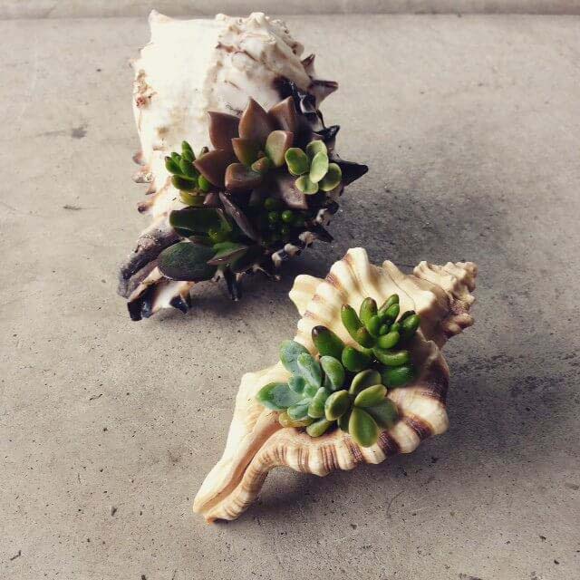 DIY Seashell Succulent Container #garden #container #planter #decorhomeideas