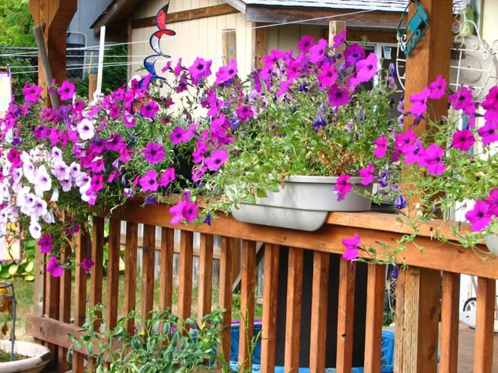 Railing Planters With Petunias #diy #planter #porch #decorhomeideas