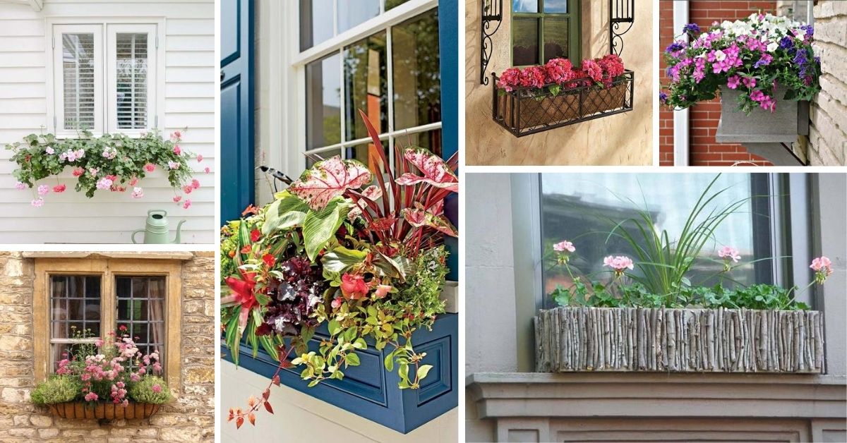 Window Box Planter Ideas