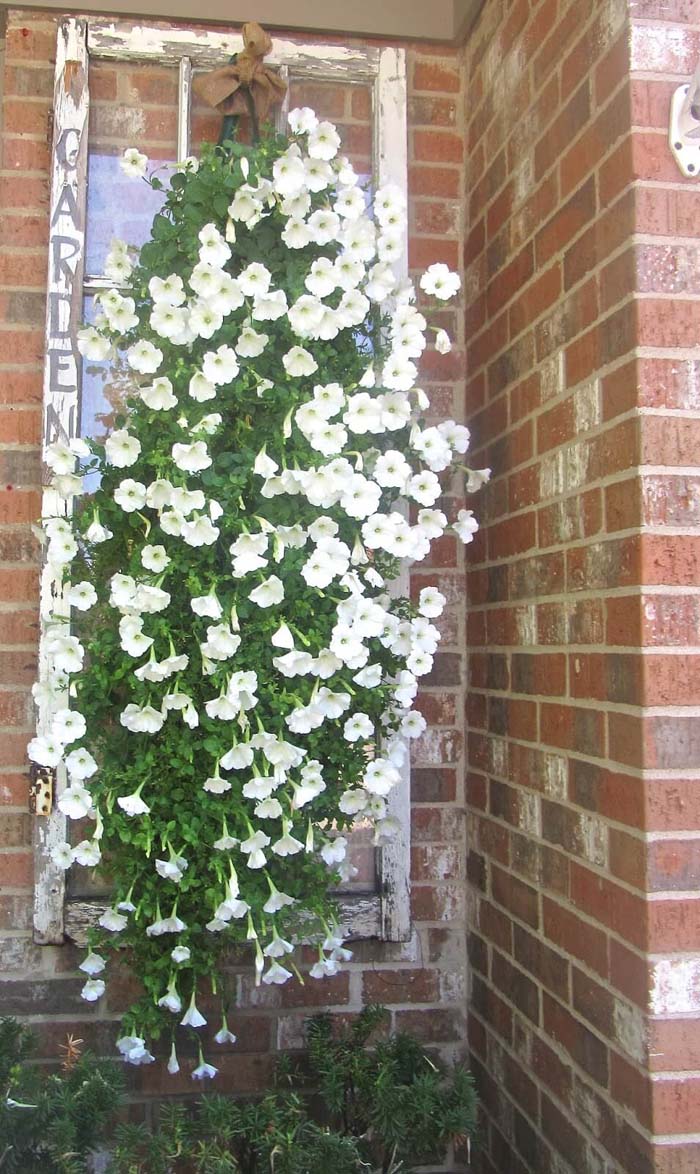 Hanging Petunias on a Rustic Window #old #window #garden #decorhomeideas