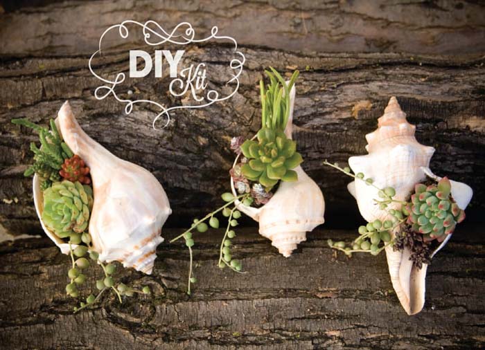 DIY Succulent Mini Garden Seashells #diy #seashell #decor #decorhomeideas