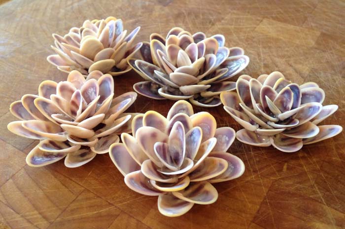 Succulents Made Of Seashells #diy #seashell #decor #decorhomeideas