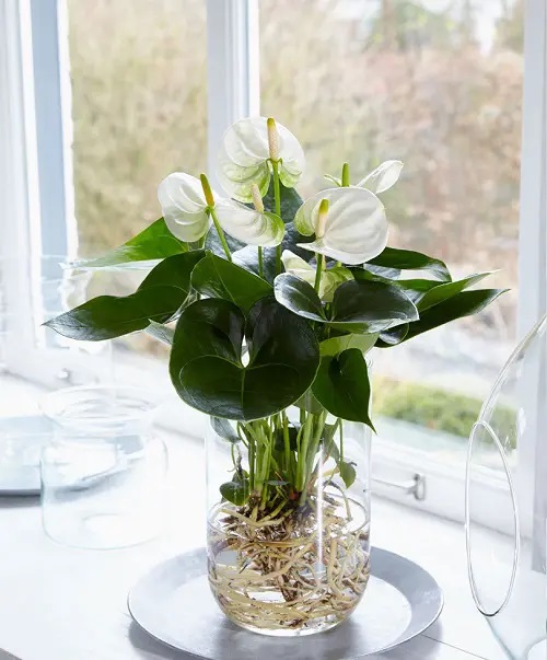 Anthurium #plant #indoor #vase #decorhomeideas