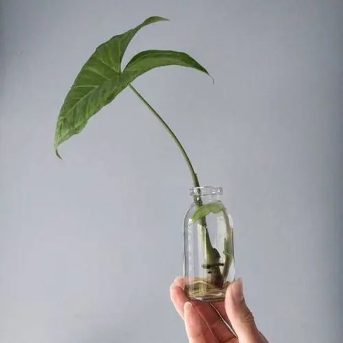 Arrowhead-Plant #plant #indoor #vase #decorhomeideas