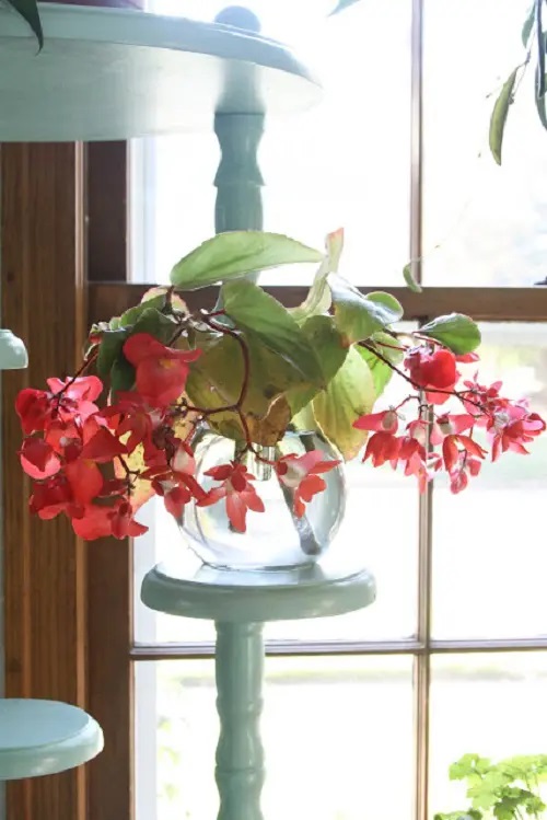 Begonia #plant #indoor #vase #decorhomeideas