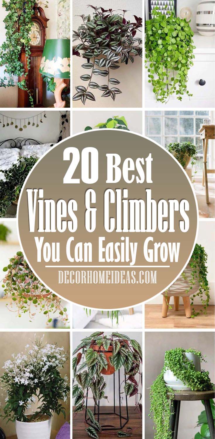 Best Indoor Vines And Climbing Plants. Indoor vine plants and climbing plants are great houseplants to bring nature into your home environment. The best indoor vine plants and climbers can be used in hanging baskets, trained to climb, or just put in a pot on a high shelf. #decorhomeideas