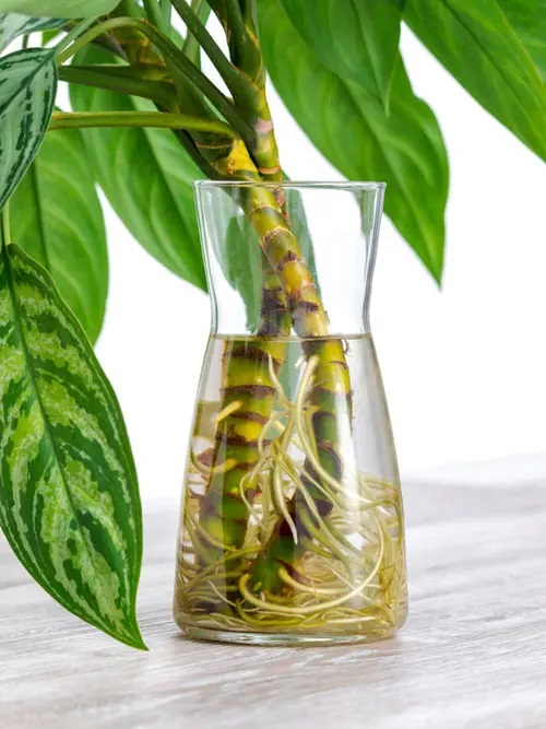 Chinese Evergreen #plant #indoor #vase #decorhomeideas