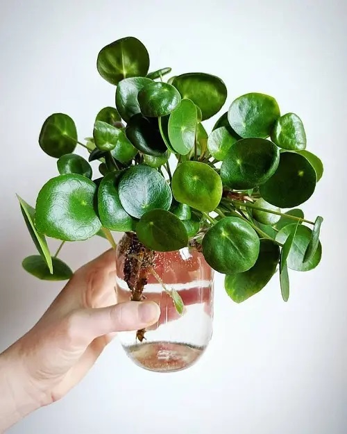 Chinese Money Plant #plant #indoor #vase #decorhomeideas