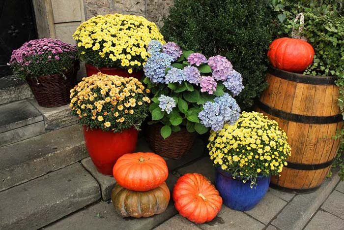 Colorful Chrysanthemum Garden #fall #garden #decoration #decorhomeideas